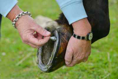 Putting studs in horse's shoe